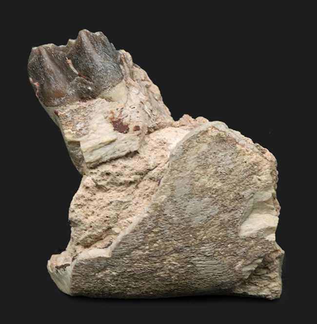 米国サウスダコタ州産、古代の絶滅サイ、軽快に草原を走ったヒラコドン(Hyracodon nebraskensis)の顎骨付き歯化石(その1)