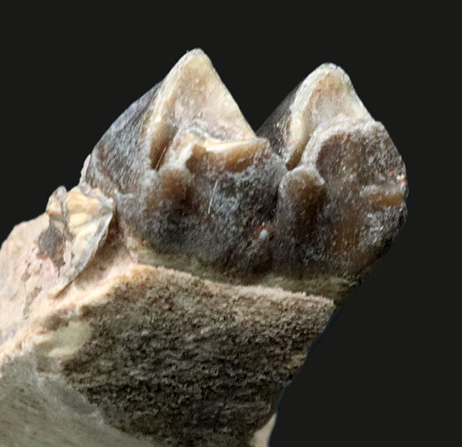 米国サウスダコタ州産、古代の絶滅サイ、軽快に草原を走ったヒラコドン(Hyracodon nebraskensis)の顎骨付き歯化石(その2)