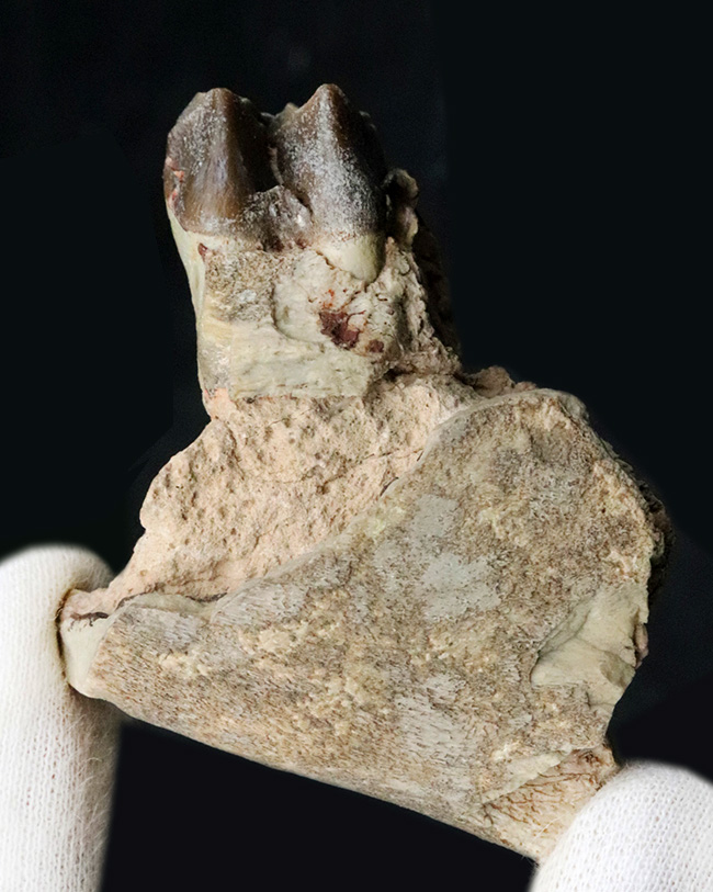 米国サウスダコタ州産、古代の絶滅サイ、軽快に草原を走ったヒラコドン（Hyracodon nebraskensis）の顎骨付き歯化石（その3）