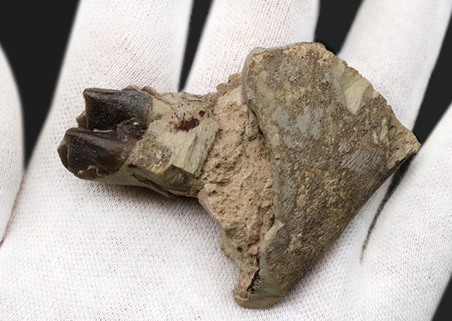 米国サウスダコタ州産、古代の絶滅サイ、軽快に草原を走ったヒラコドン(Hyracodon nebraskensis)の顎骨付き歯化石(その4)