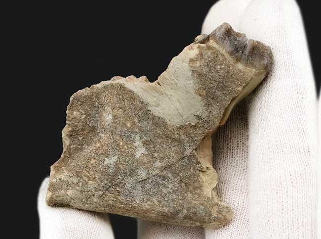 米国サウスダコタ州産、古代の絶滅サイ、軽快に草原を走ったヒラコドン(Hyracodon nebraskensis)の顎骨付き歯化石(その5)