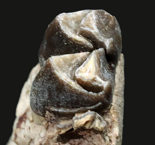 米国サウスダコタ州産、古代の絶滅サイ、軽快に草原を走ったヒラコドン(Hyracodon nebraskensis)の顎骨付き歯化石(その6)