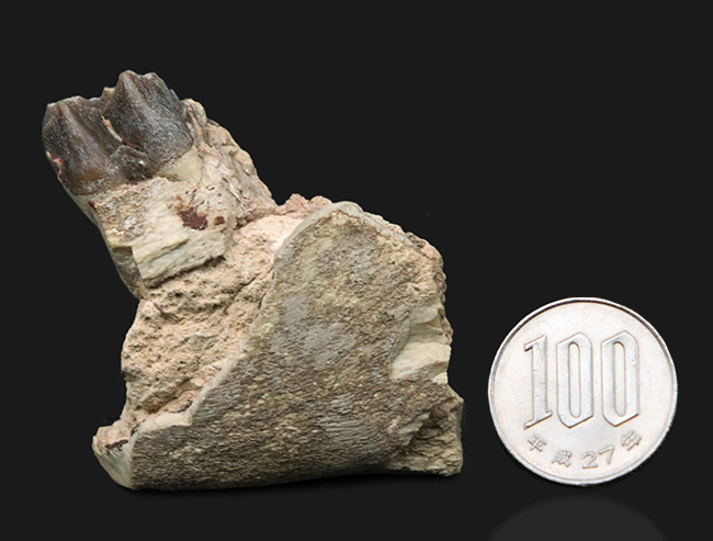 米国サウスダコタ州産、古代の絶滅サイ、軽快に草原を走ったヒラコドン(Hyracodon nebraskensis)の顎骨付き歯化石(その7)