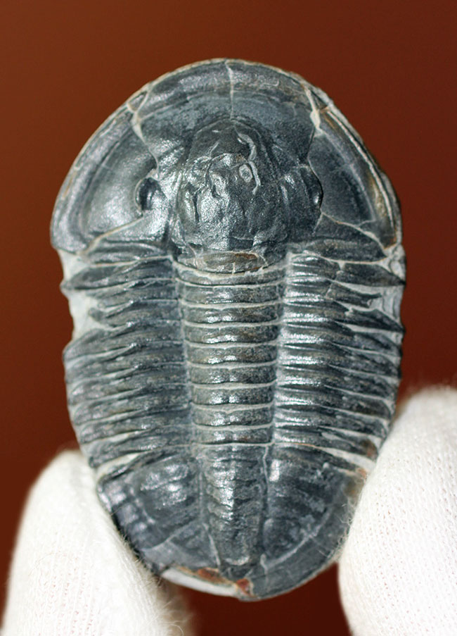 レア＆グレードコンディション！自由頬が完全に保存された、カンブリア紀の三葉虫、アサフィスカス（Asaphiscus）（その1）