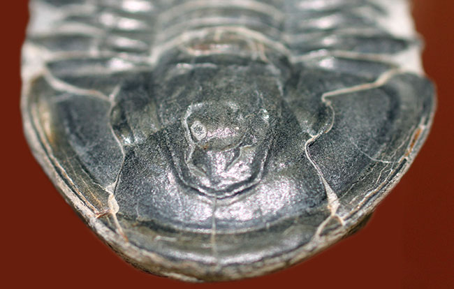 レア＆グレードコンディション！自由頬が完全に保存された、カンブリア紀の三葉虫、アサフィスカス（Asaphiscus）（その8）