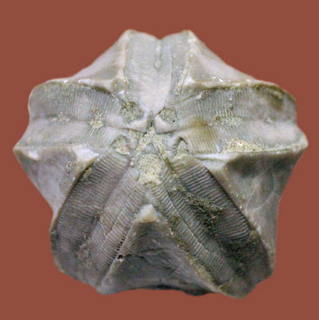 およそ３億年以上前の地層から採集されたウミツボミ、ペントレミテス（Pentremites sp.）の化石。米国テネシー州産。（その1）