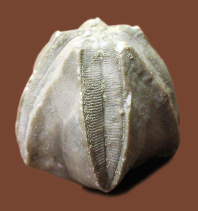 およそ3億年以上前の地層から採集されたウミツボミ、ペントレミテス(Pentremites sp.)の化石。米国テネシー州産。(その2)