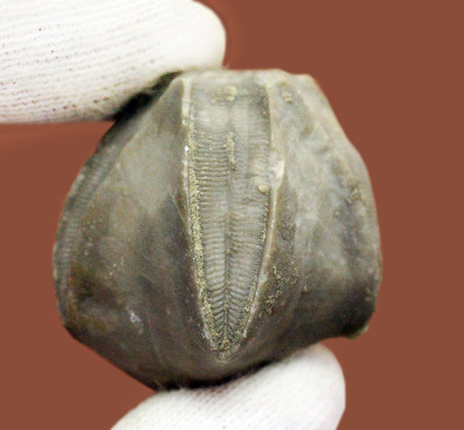 およそ3億年以上前の地層から採集されたウミツボミ、ペントレミテス(Pentremites sp.)の化石。米国テネシー州産。(その3)