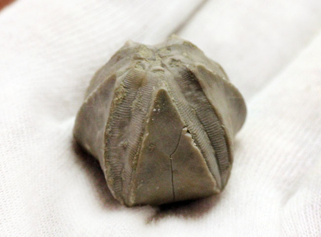 およそ3億年以上前の地層から採集されたウミツボミ、ペントレミテス(Pentremites sp.)の化石。米国テネシー州産。(その4)