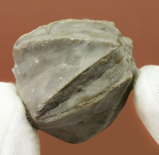 およそ３億年以上前の地層から採集されたウミツボミ、ペントレミテス（Pentremites sp.）の化石。米国テネシー州産。（その5）