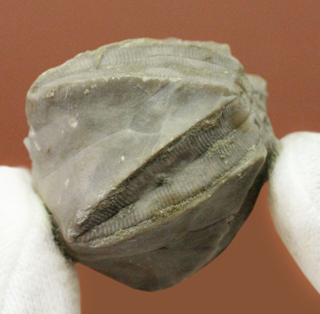 およそ3億年以上前の地層から採集されたウミツボミ、ペントレミテス(Pentremites sp.)の化石。米国テネシー州産。(その5)