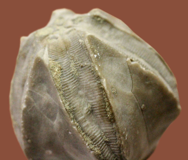 およそ３億年以上前の地層から採集されたウミツボミ、ペントレミテス（Pentremites sp.）の化石。米国テネシー州産。（その6）