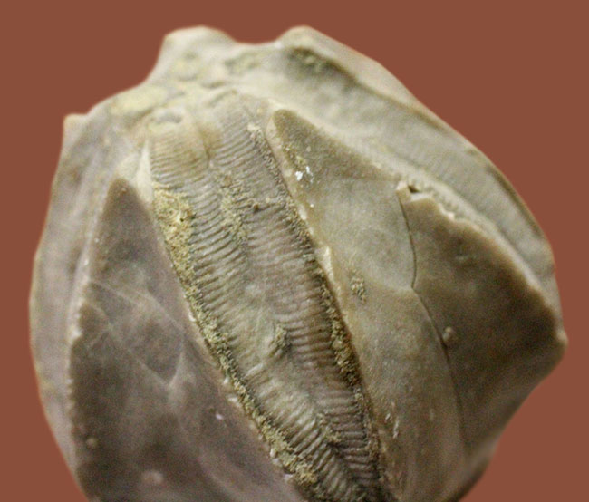 およそ3億年以上前の地層から採集されたウミツボミ、ペントレミテス(Pentremites sp.)の化石。米国テネシー州産。(その6)