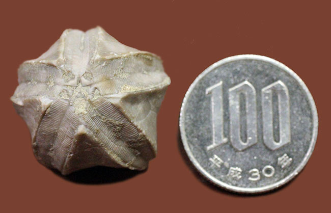 およそ３億年以上前の地層から採集されたウミツボミ、ペントレミテス（Pentremites sp.）の化石。米国テネシー州産。（その7）