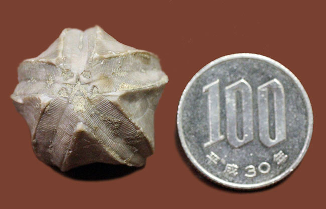 およそ3億年以上前の地層から採集されたウミツボミ、ペントレミテス(Pentremites sp.)の化石。米国テネシー州産。(その7)