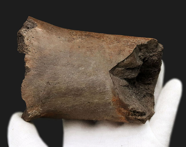 白亜紀後期の北米に棲息していた巨獣、エドモントサウルスの大腿骨の化石(その2)