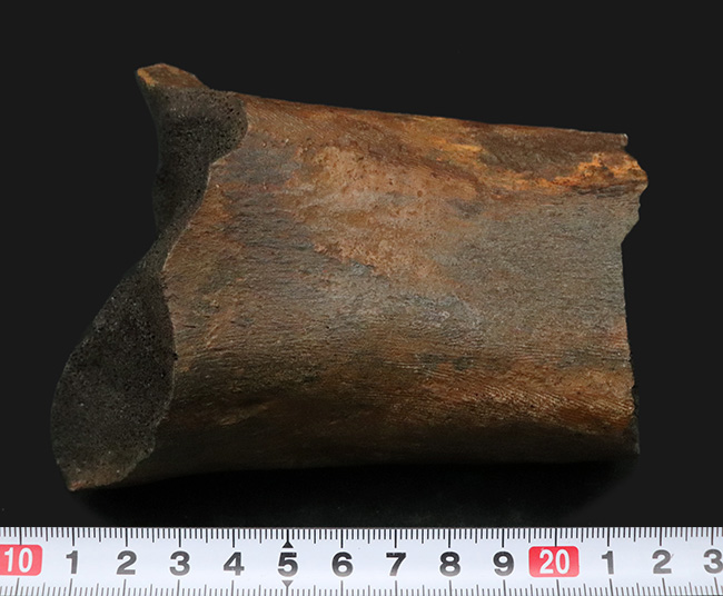 白亜紀後期の北米に棲息していた巨獣、エドモントサウルスの大腿骨の化石(その7)