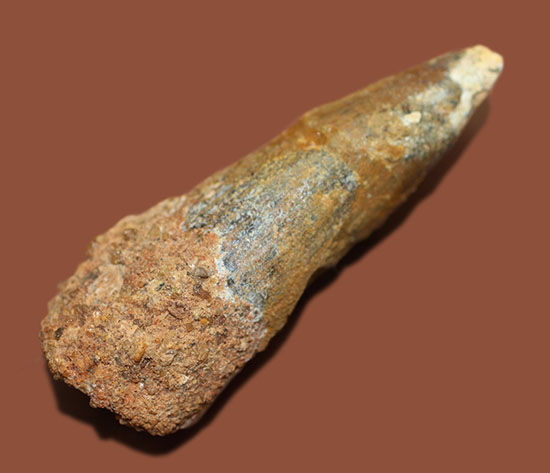 周長7.5センチ。ルート部にかけて分厚さを増す、スピノサウルスの歯化石(Spinosaurus)(その1)
