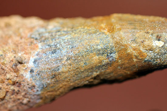 周長7.5センチ。ルート部にかけて分厚さを増す、スピノサウルスの歯化石(Spinosaurus)(その10)