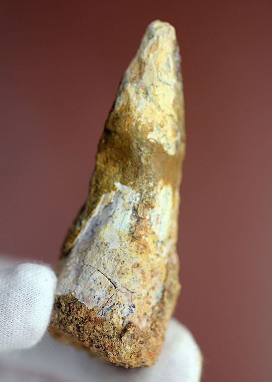 周長7.5センチ。ルート部にかけて分厚さを増す、スピノサウルスの歯化石(Spinosaurus)(その11)