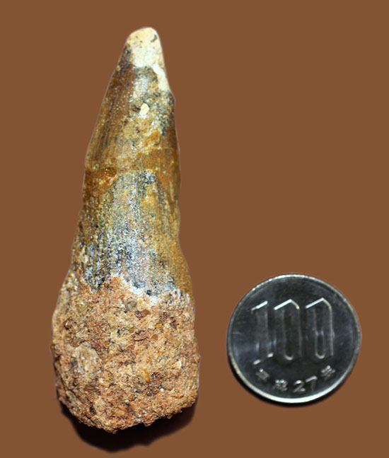 周長7.5センチ。ルート部にかけて分厚さを増す、スピノサウルスの歯化石(Spinosaurus)(その12)