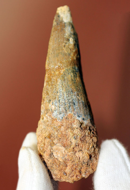 周長7.5センチ。ルート部にかけて分厚さを増す、スピノサウルスの歯化石(Spinosaurus)(その2)
