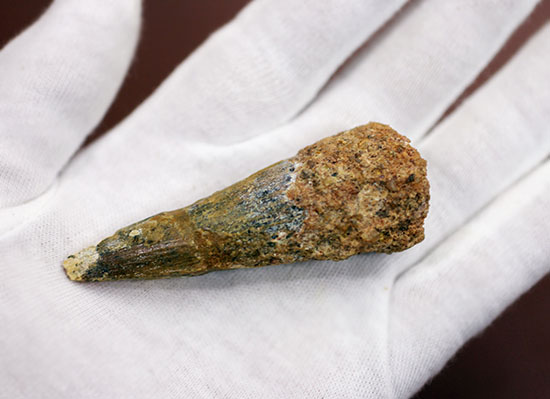 周長7.5センチ。ルート部にかけて分厚さを増す、スピノサウルスの歯化石(Spinosaurus)(その3)