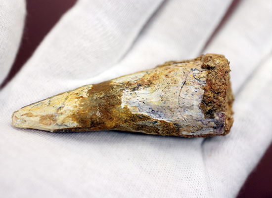 周長7.5センチ。ルート部にかけて分厚さを増す、スピノサウルスの歯化石(Spinosaurus)(その4)