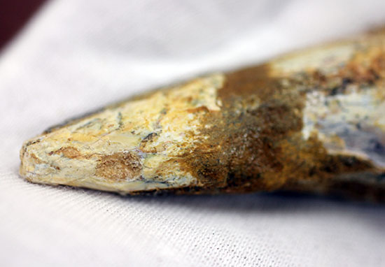 周長7.5センチ。ルート部にかけて分厚さを増す、スピノサウルスの歯化石(Spinosaurus)(その5)