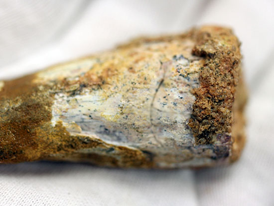 周長7.5センチ。ルート部にかけて分厚さを増す、スピノサウルスの歯化石(Spinosaurus)(その6)