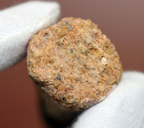 周長7.5センチ。ルート部にかけて分厚さを増す、スピノサウルスの歯化石(Spinosaurus)(その7)