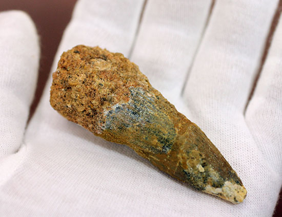 周長7.5センチ。ルート部にかけて分厚さを増す、スピノサウルスの歯化石(Spinosaurus)(その8)