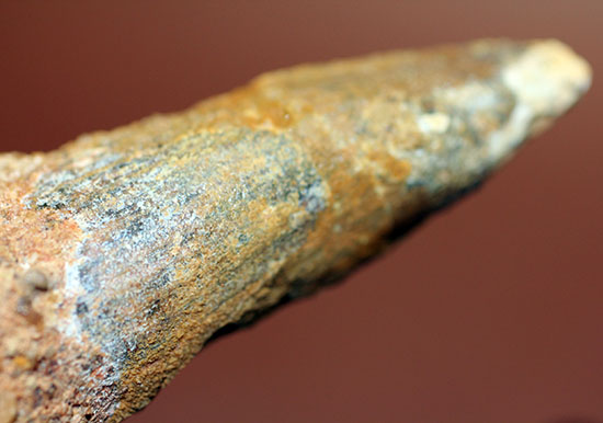 周長7.5センチ。ルート部にかけて分厚さを増す、スピノサウルスの歯化石(Spinosaurus)(その9)