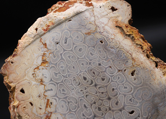 昔の植物が入った石 叙景 jokei | 封印木(鱗木目)化石 Sigillaria 約3億年前（石炭紀