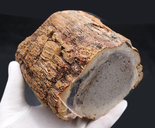 茎に根が張り付いた巨大化した古生代の巨木、木生シダの珪化木（Petrified wood）（その7）