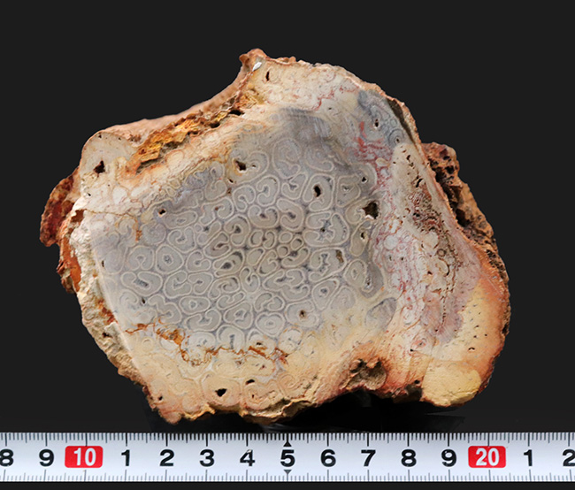 茎に根が張り付いた巨大化した古生代の巨木、木生シダの珪化木（Petrified wood）（その9）