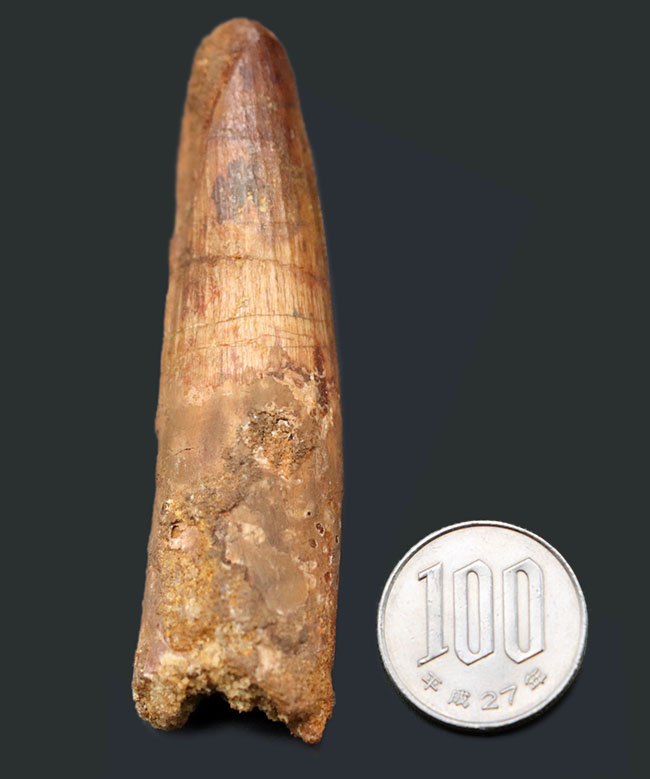 ロングカーブ計測8センチ!長く、形の良いスピノサウルス歯化石(Spinosaurus)(その7)