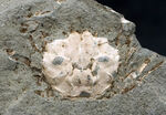 昭和４６年に採集！国産マニアックシリーズ！およそ１５００万年前の、埼玉県秩父の地層より発見されたのカニ化石