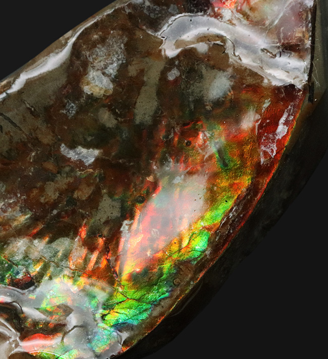 カナダ・アルバータ州の自然の美しさの象徴、鮮やかな赤と緑が映える、アンモライト（Ammolite）のピース（その2）