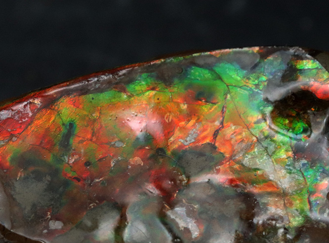 カナダ・アルバータ州の自然の美しさの象徴、鮮やかな赤と緑が映える、アンモライト（Ammolite）のピース（その4）