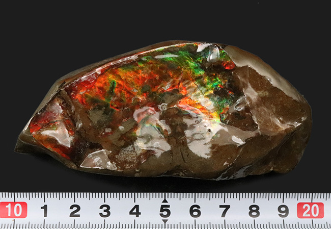 カナダ・アルバータ州の自然の美しさの象徴、鮮やかな赤と緑が映える、アンモライト（Ammolite）のピース（その7）