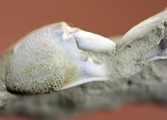 ビルの下から見つかった！国産のカニの化石、ムカシメクラガニ