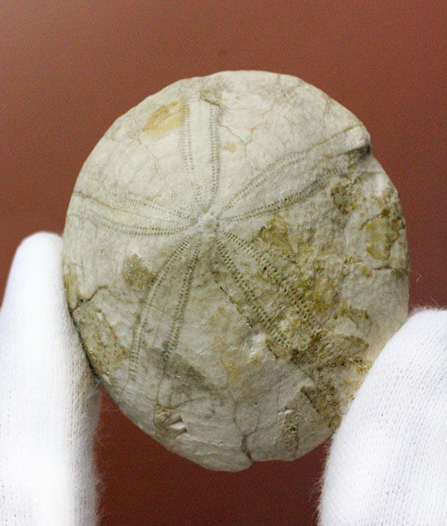 ウニはいつの時代も存在する。1500万年前の白いウニの化石。珍しい二ジェール産。(その2)