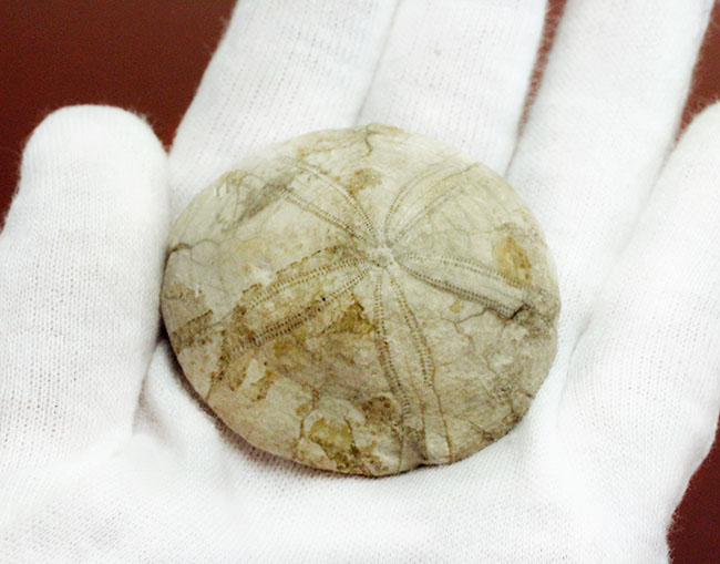 ウニはいつの時代も存在する。１５００万年前の白いウニの化石。珍しい二ジェール産。（その3）