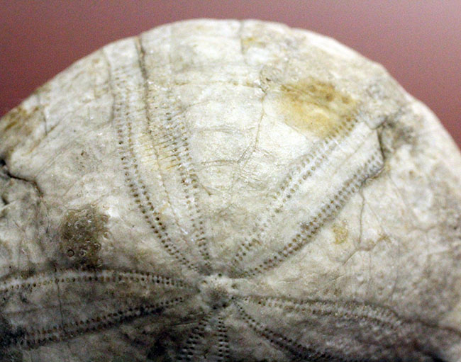 ウニはいつの時代も存在する。１５００万年前の白いウニの化石。珍しい二ジェール産。（その4）
