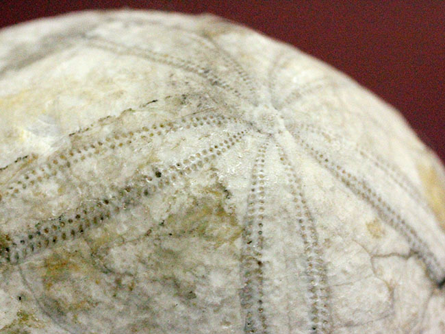 ウニはいつの時代も存在する。1500万年前の白いウニの化石。珍しい