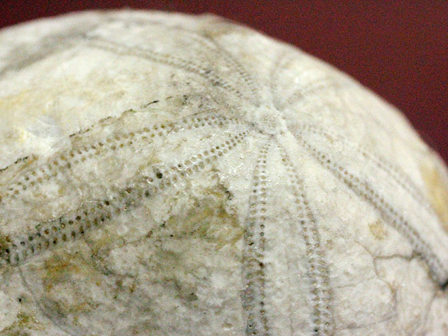 ウニはいつの時代も存在する。１５００万年前の白いウニの化石。珍しい二ジェール産。（その5）