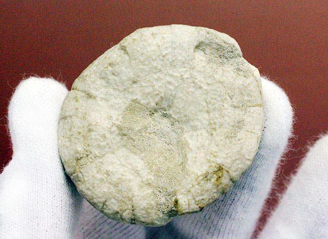 ウニはいつの時代も存在する。1500万年前の白いウニの化石。珍しい二ジェール産。(その6)