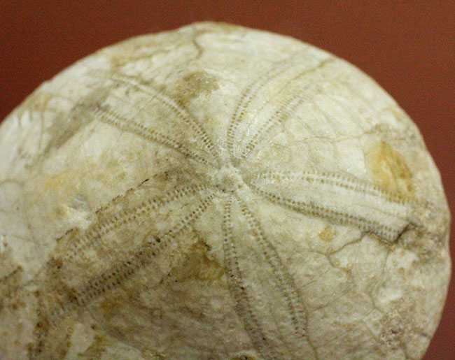 ウニはいつの時代も存在する。１５００万年前の白いウニの化石。珍しい二ジェール産。（その7）