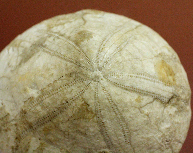 ウニはいつの時代も存在する。1500万年前の白いウニの化石。珍しい二ジェール産。(その7)